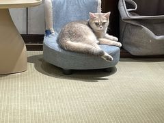 -逗柴咖啡屋·狗咖猫咖宠物桌游
