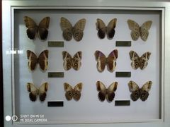 -上海昆虫博物馆