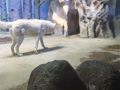 -芜湖新华联大白鲸海洋公园