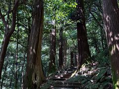 -天目山大树王景区