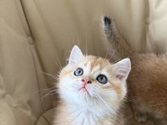 -翊宠yipet猫狗购宠庄园犬舍•猫舍