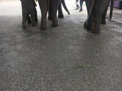 -东芭乐园