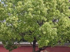 -建水文庙