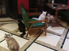 -猫色咖啡·猫咖