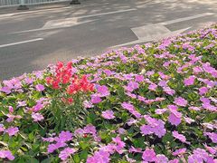 -二沙岛艺术公园