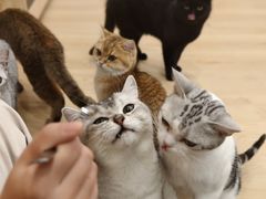 -有喵·猫咖·狗咖·30几只猫10只小狗(岗厦店)