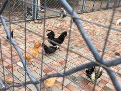 -长白岛森林公园