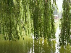 -西安市长乐公园