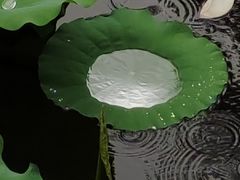 -荔湾湖公园
