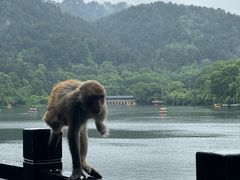 -黔灵山公园