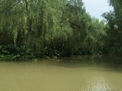 -大湾区中央湿地公园