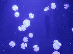 -悉尼海洋生物水族馆