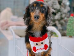 -BABYDOG宝贝狗宠物乐园(欧洲城店)