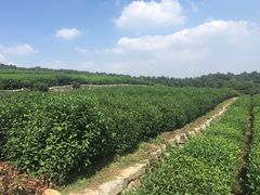 -中国茶叶博物馆(双峰馆区)