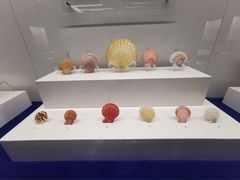 -贝壳王国博物馆
