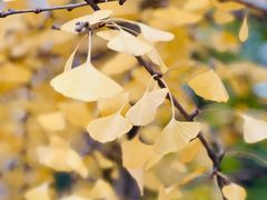 -重庆市江北嘴中央商务区中央公园