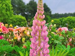 -铁山坪森林公园