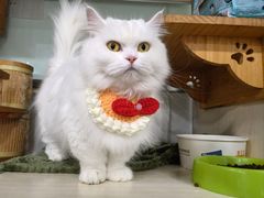 -佳雯宠物医院·皮肤科·内外科(春晓路分院)