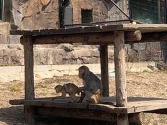 -大连森林动物园