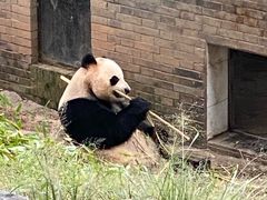 -都江堰中华大熊猫苑
