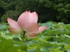 -桂湖森林公园