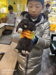 点击看大图 -神奇动物撸宠馆·羊驼·小浣熊·异宠(豫园店)