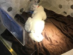 -宠爱国际动物医院·消化内科·心肾内科·ISFM猫友好(望京店)