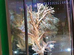 -绮丽珊瑚(台北101旗舰门市店)