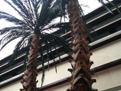 棕榈树-喜来登酒店-盛宴标帜餐厅