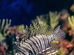 -上海海洋水族馆