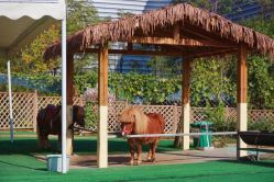 -萌宠亲子动物乐园(槐房万达店)