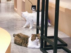 -瞄一喵猫咖(格力海岸店)
