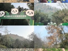 -都江堰中华大熊猫苑