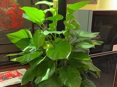 -西贝(六里桥旗舰店)