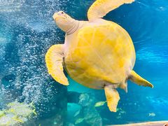 -太平洋海底世界