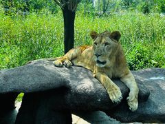 -北京野生动物园