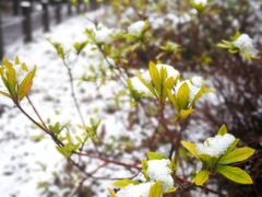 -新江湾城公园