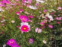 景点-武汉紫薇都市田园