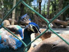 -西双版纳傣族园