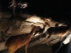 -清迈夜间动物园