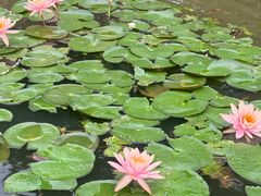 -东莞植物园