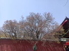 -塔尔寺-菩提树