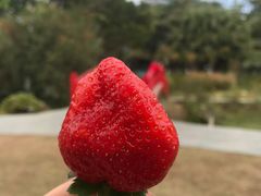 -东莞植物园