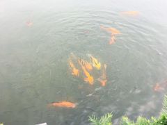 -西湖外事游船(花港观鱼码头)