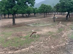-西安秦岭野生动物园