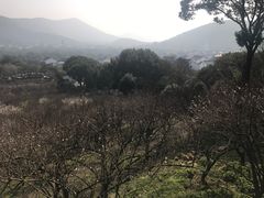 -香雪海