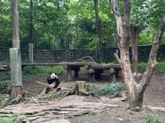 -都江堰中华大熊猫苑