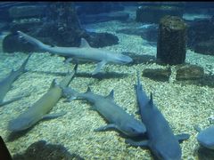 -海合安青岛极地海洋公园