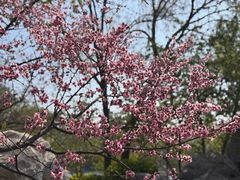 -桃花堤公园
