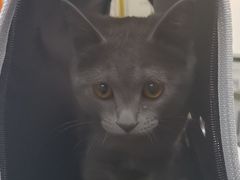 -派特宠物医院(圆融广场店)